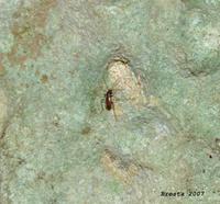 Pholeuon proserpinae glaciale