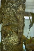 Platstaartgekko (Uroplatus spec.) 88K