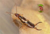 Forficula auricularia - Common earwig