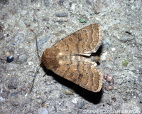 Hoplodrina blanda - The Rustic