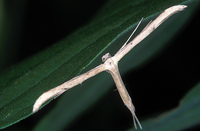 Emmelina monodactyla