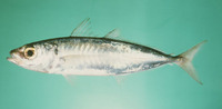 Decapterus russelli, Indian scad: fisheries, bait