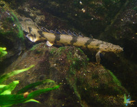 Polypterus endlicheri endlicheri, Saddled bichir: fisheries