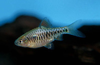 Puntius oligolepis, Checkered barb: aquarium