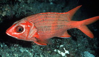 Sargocentron tiere, Blue lined squirrelfish: