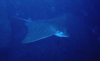 Pteromylaeus bovinus, Bull ray: fisheries, gamefish