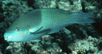 Scarus scaber, Fivesaddle parrotfish: fisheries