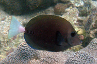 Prionurus scalprum, Scalpel sawtail: aquarium