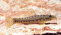 Acanthocobitis urophthalmus, Banded mountain loach: aquarium