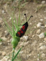 Zygaena graslini - Burnet Moth