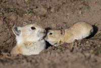 Image of: Ochotona curzoniae (black-lipped pika)