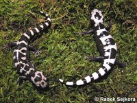 Ambystoma opacum - Marbled Salamander