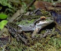 Image of: Pseudacris regilla (Pacific chorus frog)