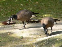 Branta hutchinsii minima - Cackling Canada Goose