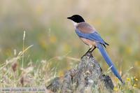 Cyanopica cooki - Iberian Azure-winged Magpie