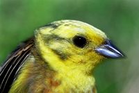 Emberiza citrinella - Yellowhammer