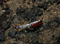 Image of: Dermaptera (earwigs)