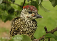 Picus viridis viridis