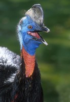 Casuarius bennetti - Dwarf Cassowary