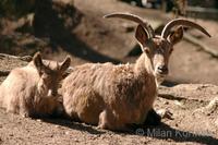 Capra sibirica - Siberian Ibex