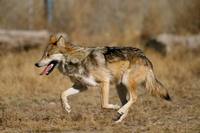 Canis lupus baileyi - Mexican Gray Wolf