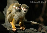 Saimiri sciureus - South American Squirrel Monkey