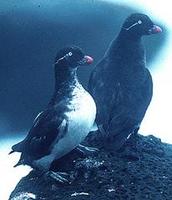 Image of: Aethia psittacula (parakeet auklet)