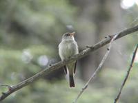 Image of: Contopus virens (eastern wood pewee)