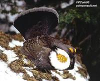 Image of: Dendragapus obscurus (blue grouse)