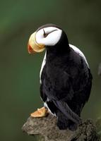 Image of: Fratercula corniculata (horned puffin)