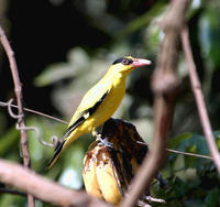 Image of: Oriolus chinensis (black-naped oriole)