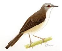 Image of: Prinia subflava (tawny-flanked prinia)