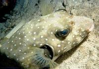 Image of: Arothron hispidus (poison puffer)