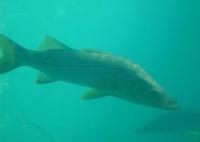 Image of: Centropomus undecimalis (common snook)