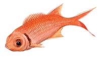 Image of: Myripristis jacobus (blackbar soldierfish)