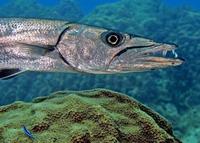 Image of: Sphyraena barracuda (great barracuda)