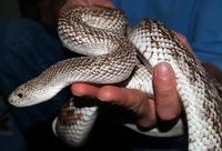 Image of: Pituophis melanoleucus (pine snake)