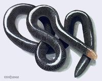 Image of: Typhlophis squamosus