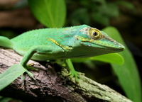 Anolis luteogularis