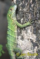 Ctenosaura similis