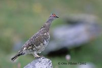 Rock Ptarmigan - Lagopus muta