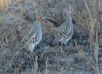 Grey Partridge - Perdix perdix