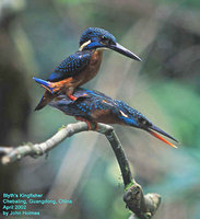 Blyth's Kingfisher - Alcedo hercules
