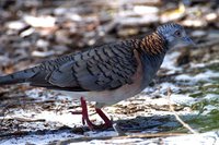 Bar Shouldered Dove