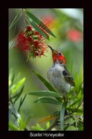 Scarlet Honeyeater