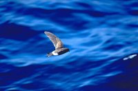 White-vented Storm-Petrel - Oceanites gracilis