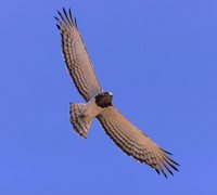 Beaudouin's Snake-Eagle - Circaetus beaudouini