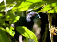 Black Guan - Chamaepetes unicolor