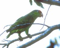 Red-crowned Parrot (Amazona viridigenalis) photo