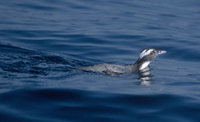 Japanese (Crested) Murrelet (Synthliboramphus wumizusume) photo